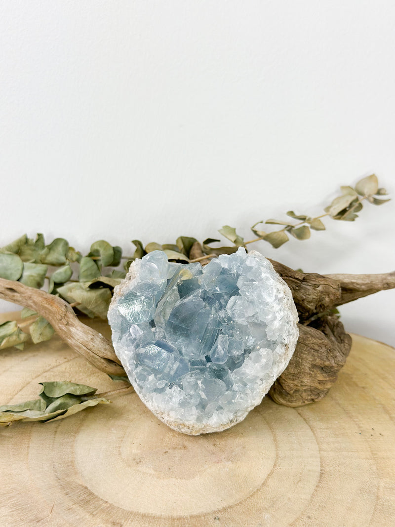 Pflanzen & Mineralien